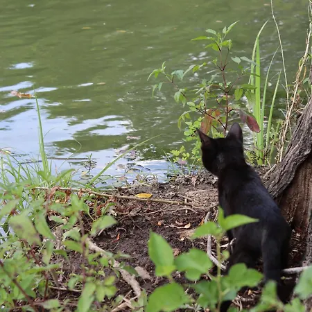 Franko Tanya Vendeghaz Сasa de vacaciones *