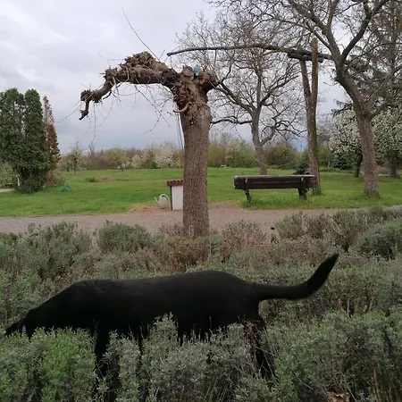 Franko Tanya Vendeghaz * Szarvas