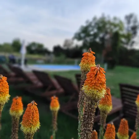 Franko Tanya Vendeghaz