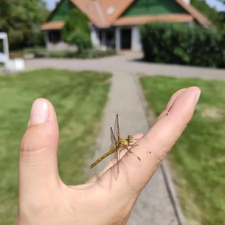 Franko Tanya Vendeghaz *